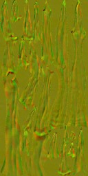 BD_M_1810_Cordyceps_n_l (2).jpg